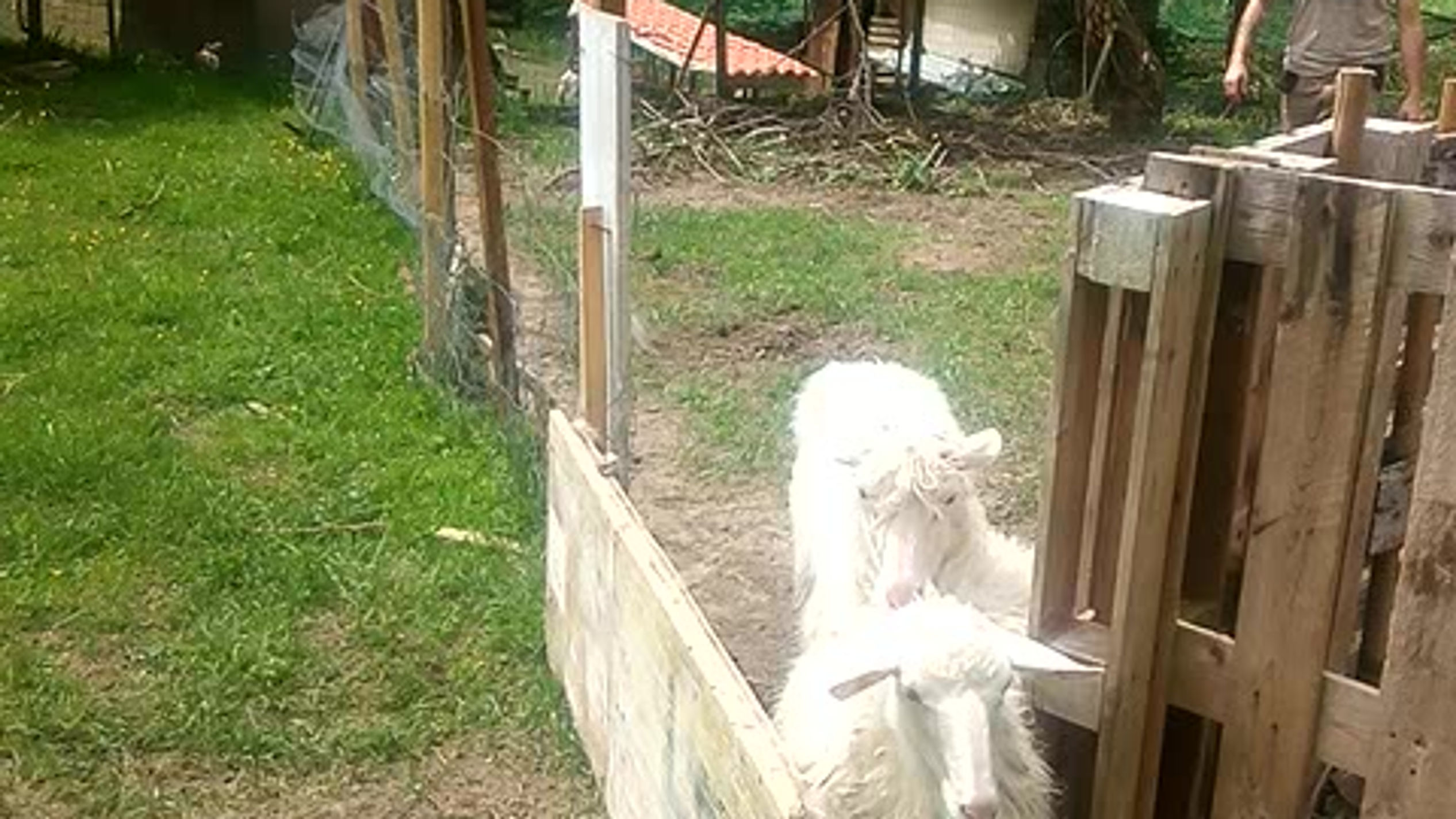 L'arrivo di Elvira e Bobba